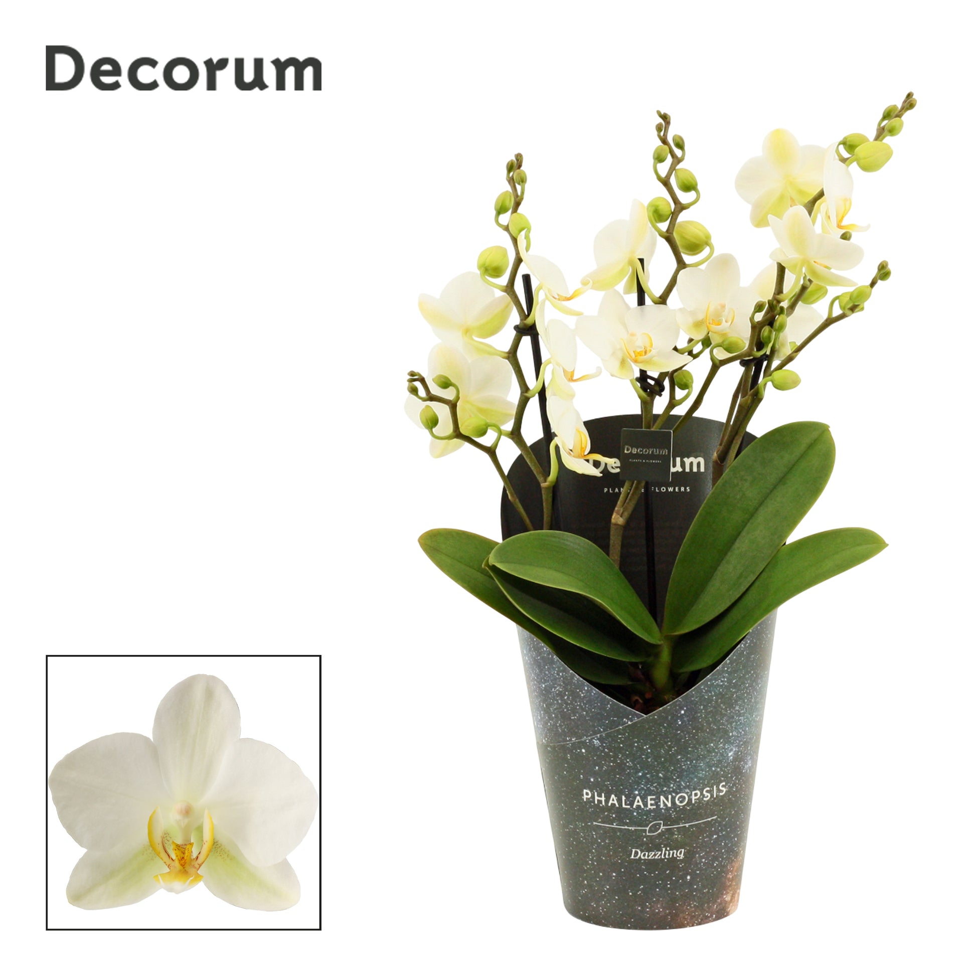 Duijn-Hove BV, kwekerij Phal. Dazzling Lausanne Pack of 10