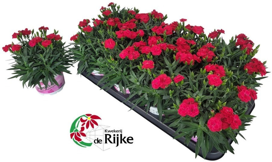 Dianthus Peman Merlot 24cm 12cm Pot