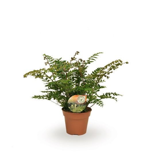Didymochlaena truncatula 50cm 17cm Pot