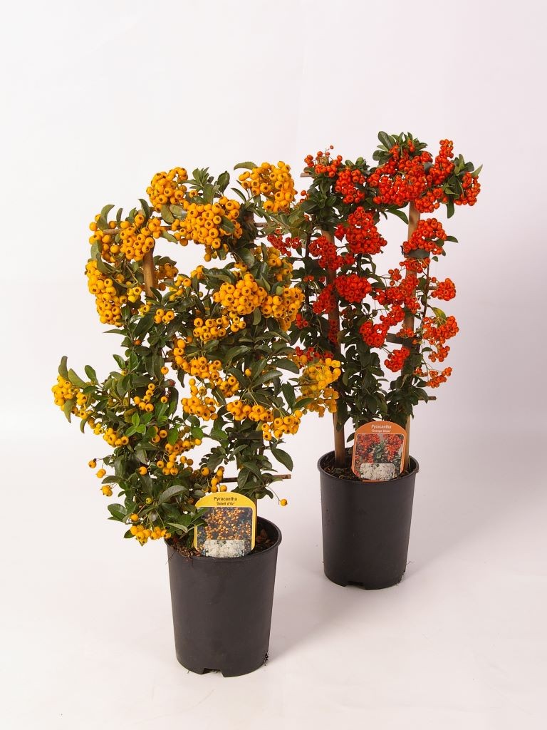 van der Sar Plants Pyracantha mix trellis Pack of 8