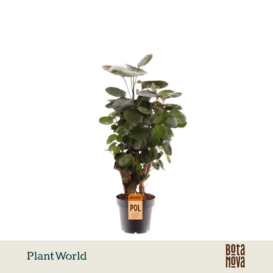 Plantworld Jogrow Polyscias Fabian Pack of 6