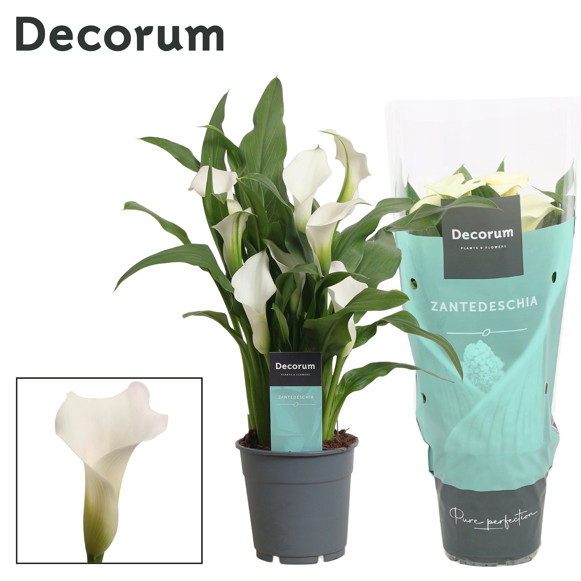 Zantedeschia white 35cm 12cm Pot