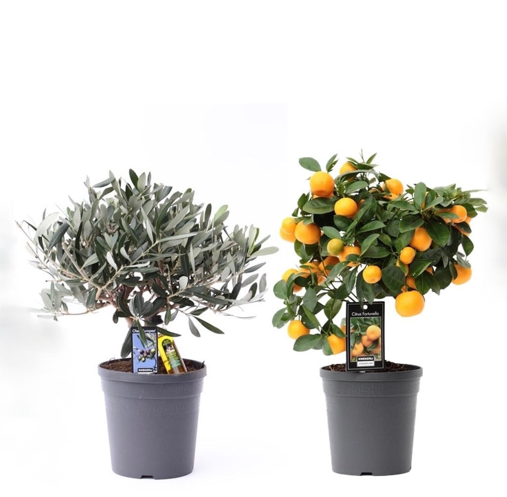 Mediterrane mix 37cm 15cm Pot