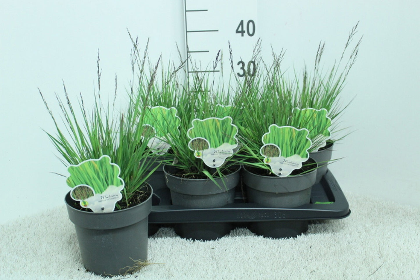 Molinia caerulea mix 35cm 17cm Pot