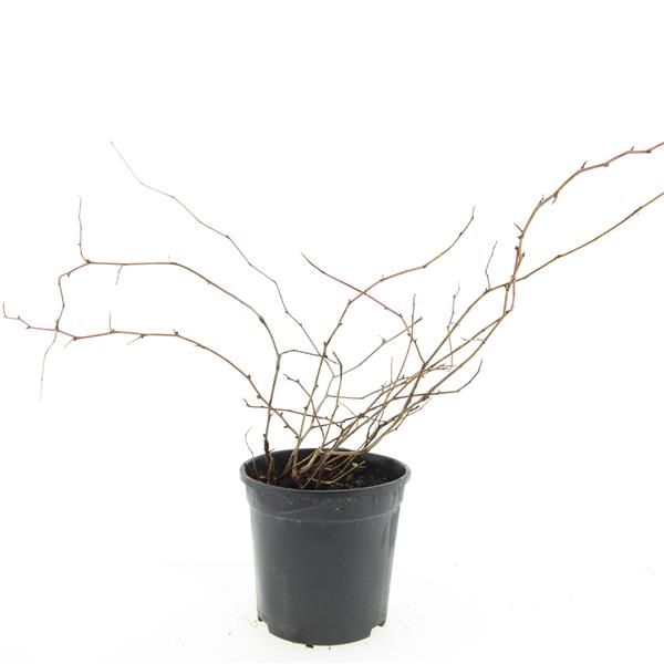 Stephanandra incisa Crispa 10cm 14cm Pot