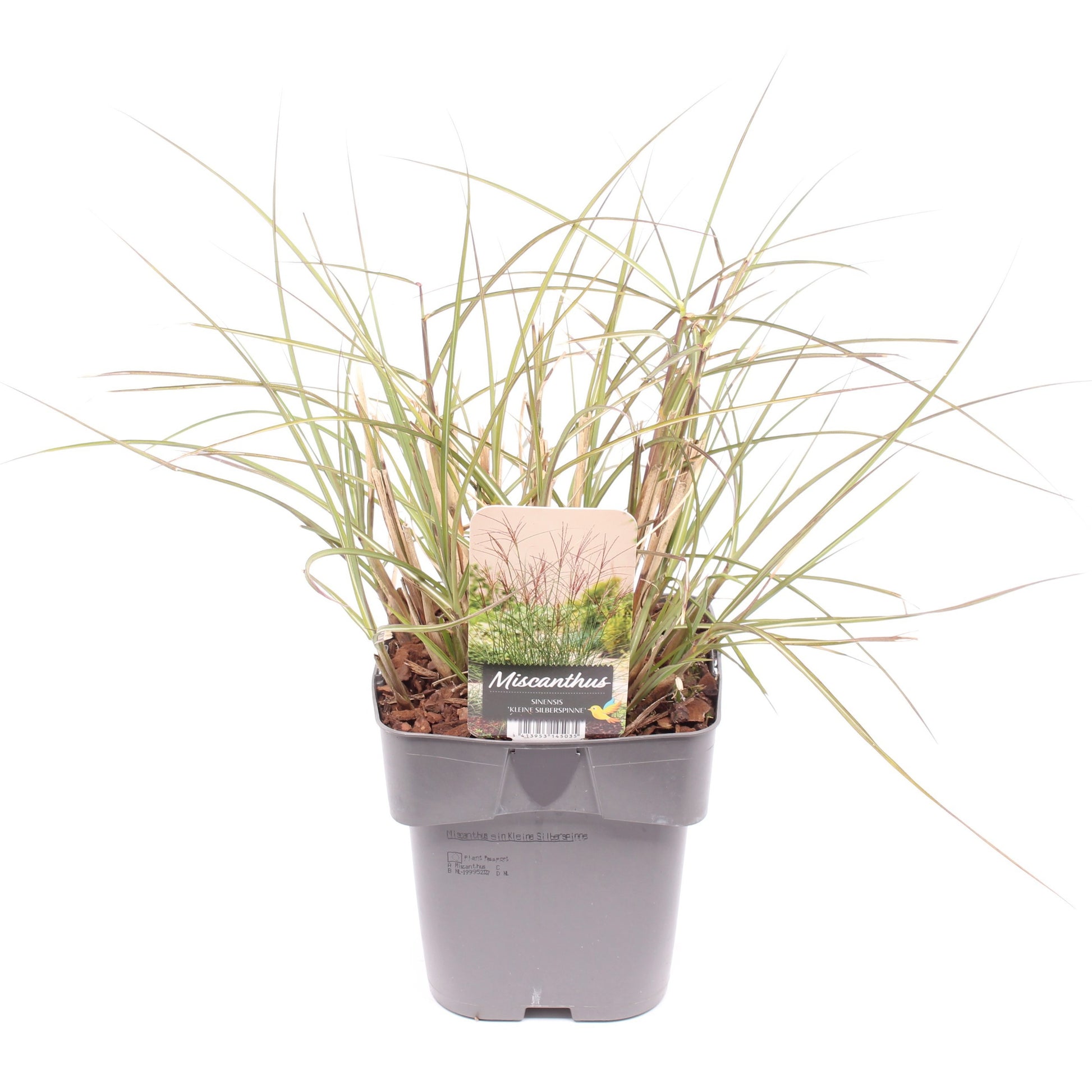 Miscanthus Kleine Silberspinne 35cm 17cm Pot