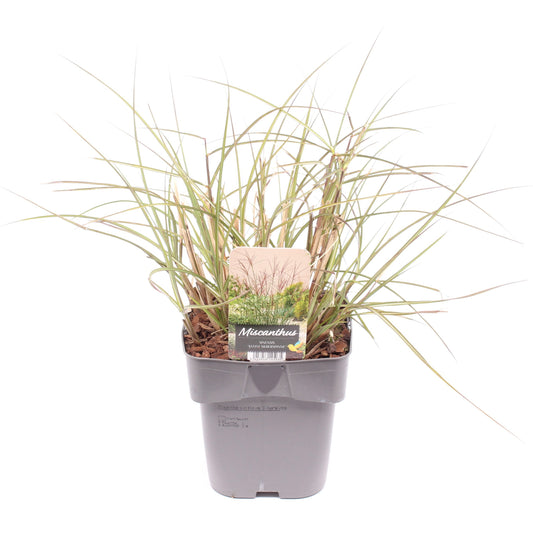 Miscanthus Kleine Silberspinne 35cm 17cm Pot