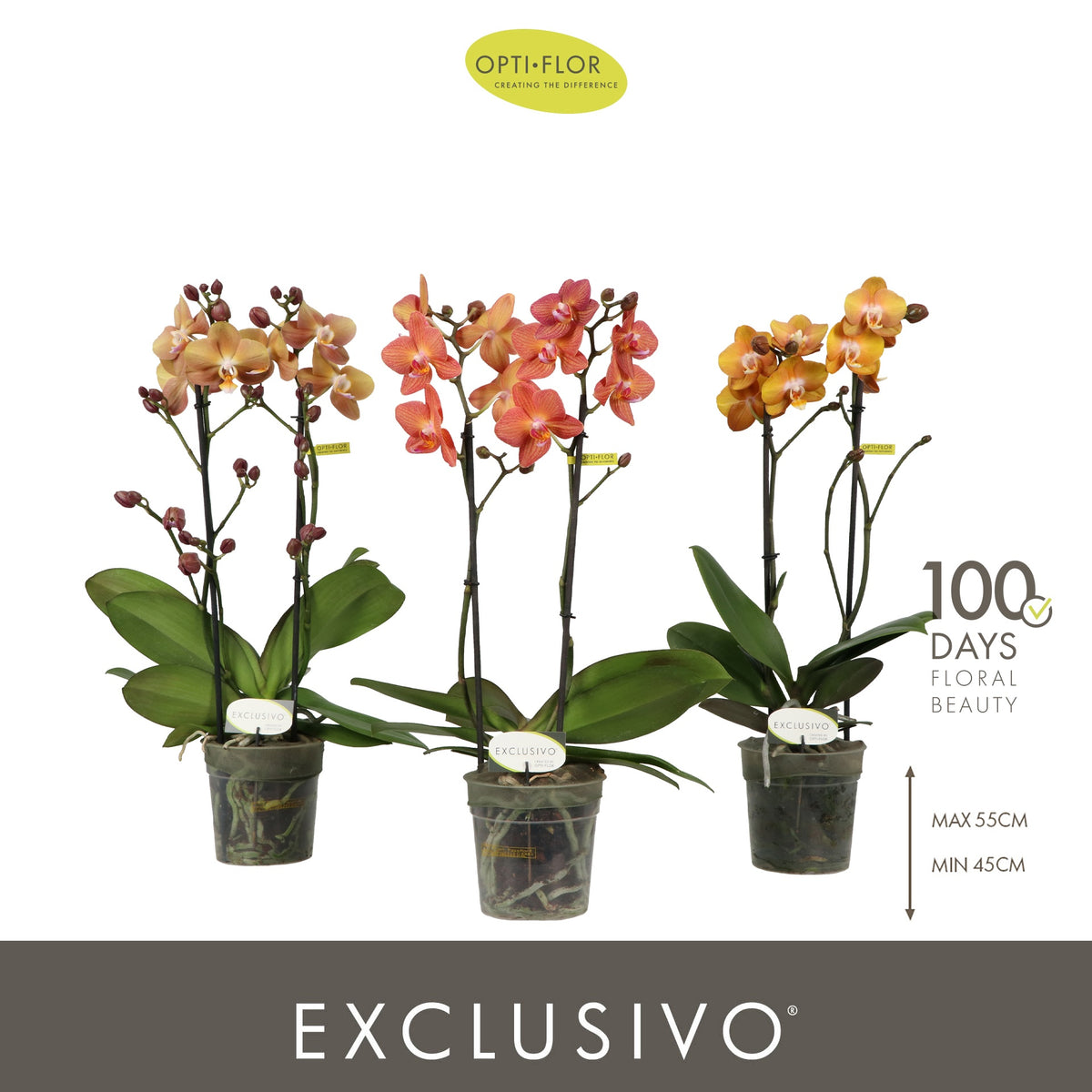 Phalaenopsis mf. Exclusivo mix 45cm 12cm Pot