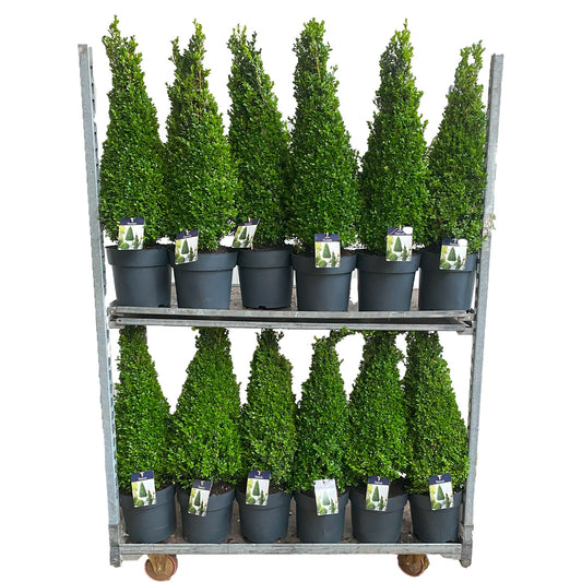 Buxus sempervirens ball 75cm 24cm Pot