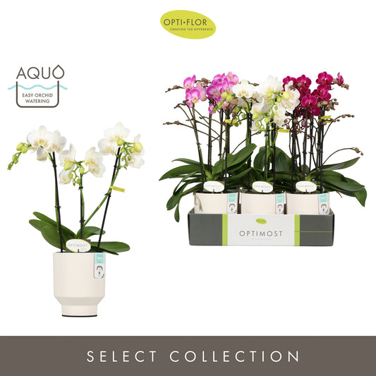 Phalaenopsis mix 45cm 12cm Pot