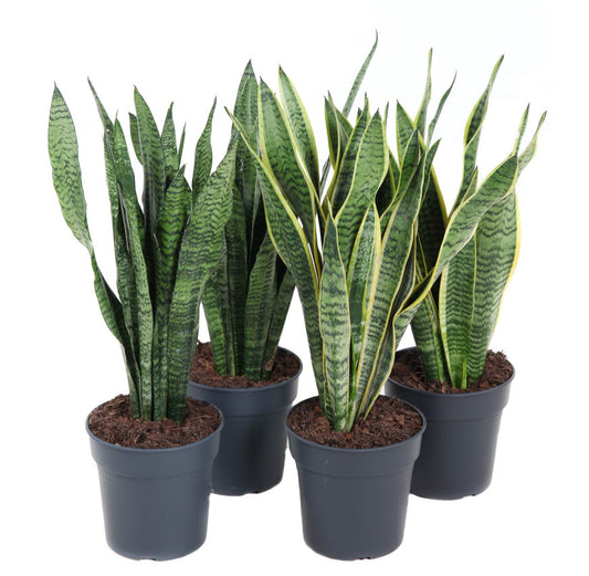 Sansevieria trifasciata 60cm 19cm Pot