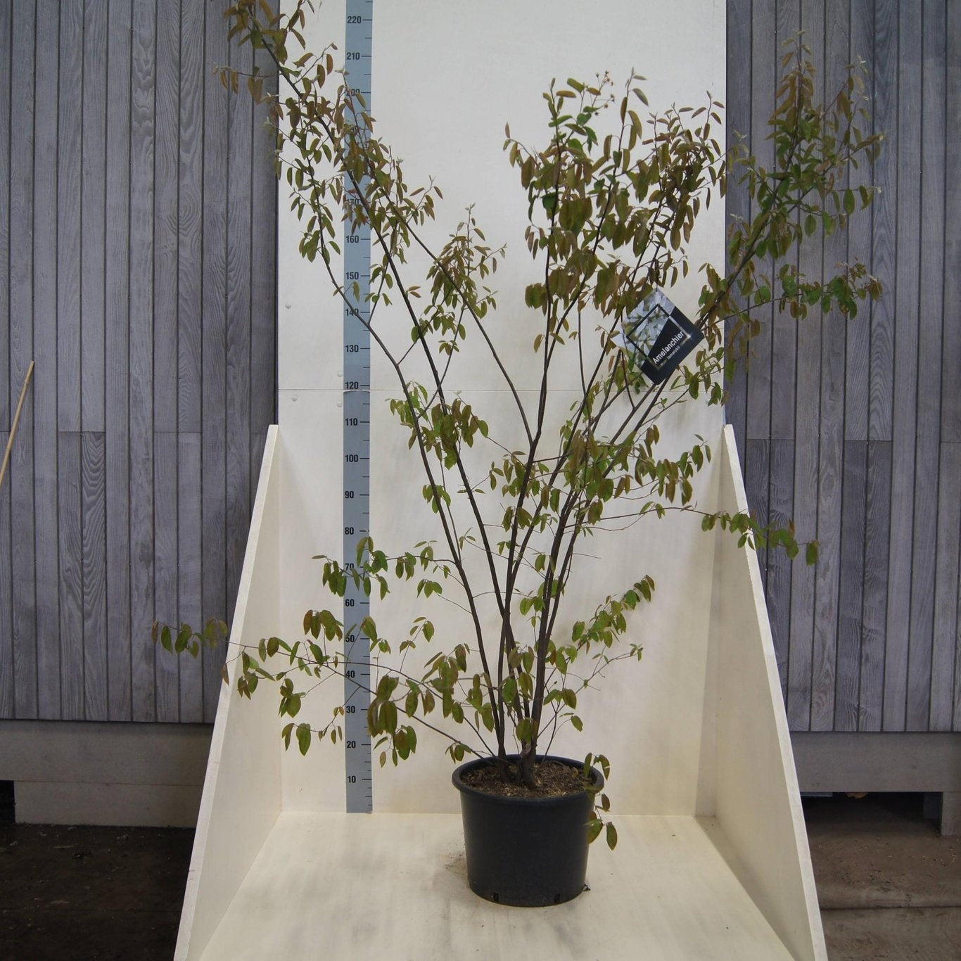 Amelanchier lamarckii 220cm 40cm Pot