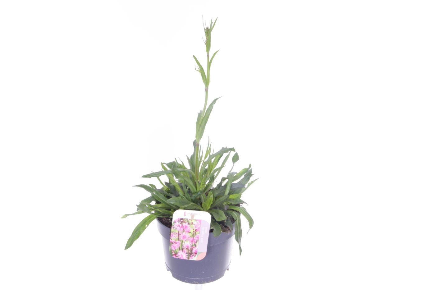 Lychnis 50cm 17cm Pot
