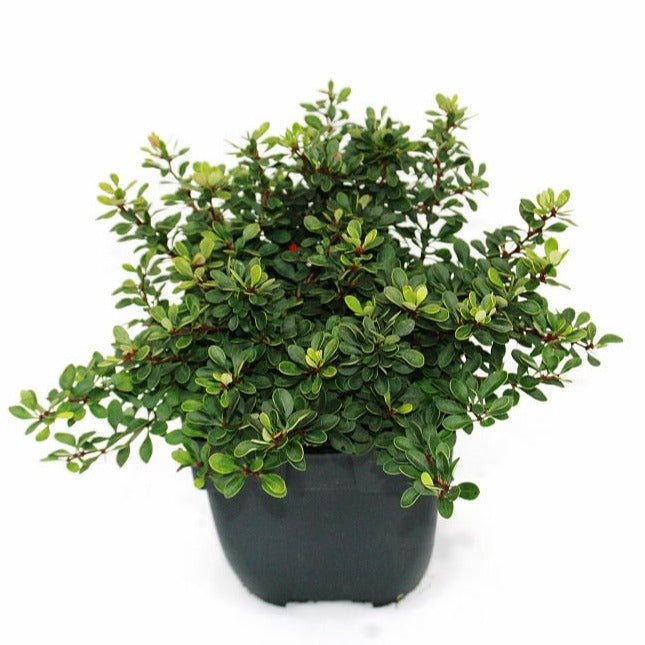 berberis-overig-35cm-17cm-pot
