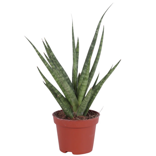 Sansevieria 20cm 6cm Pot