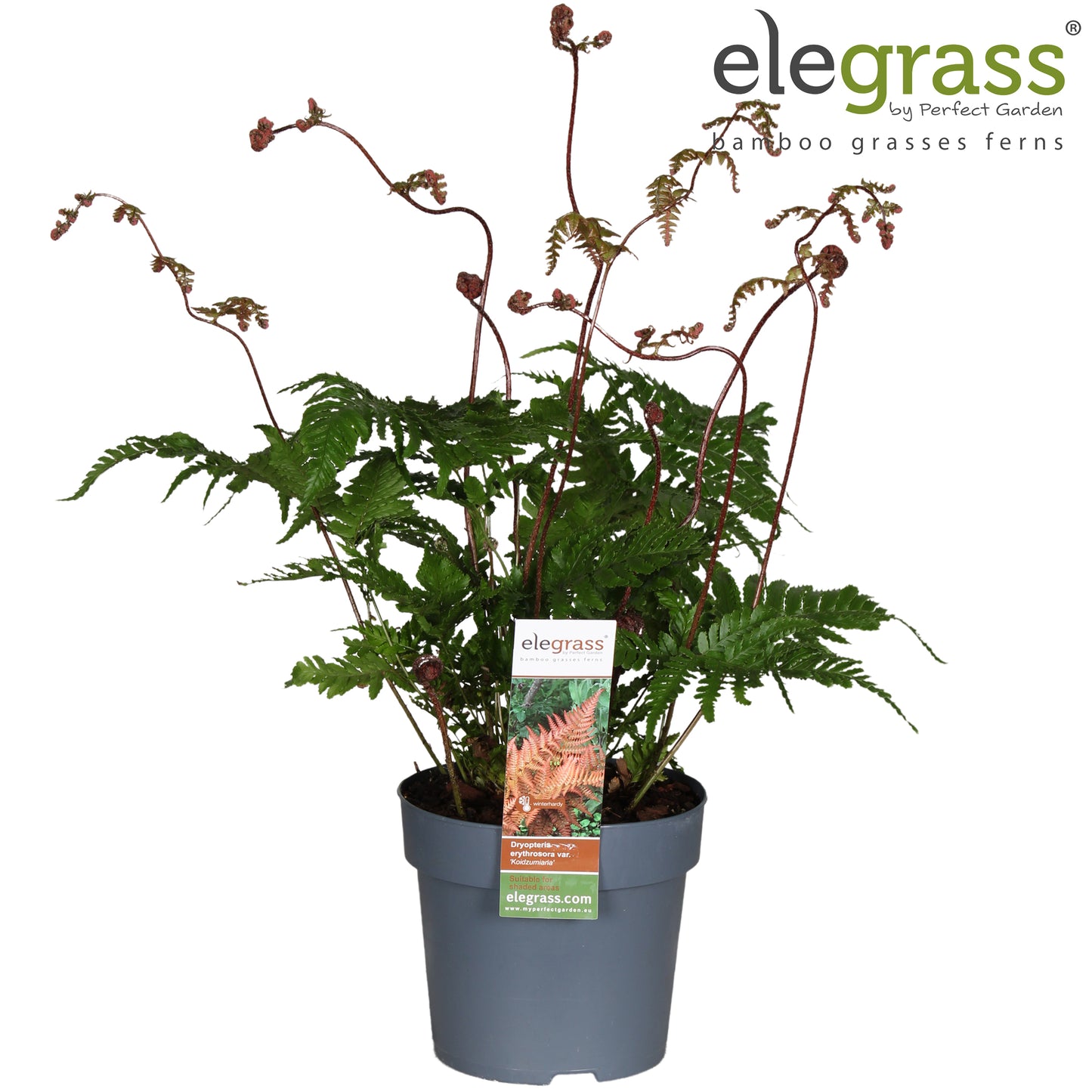 Dryopteris ery. Koidzumiana 40cm 14cm Pot