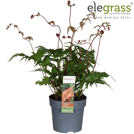 Dryopteris ery. Koidzumiana 40cm 14cm Pot