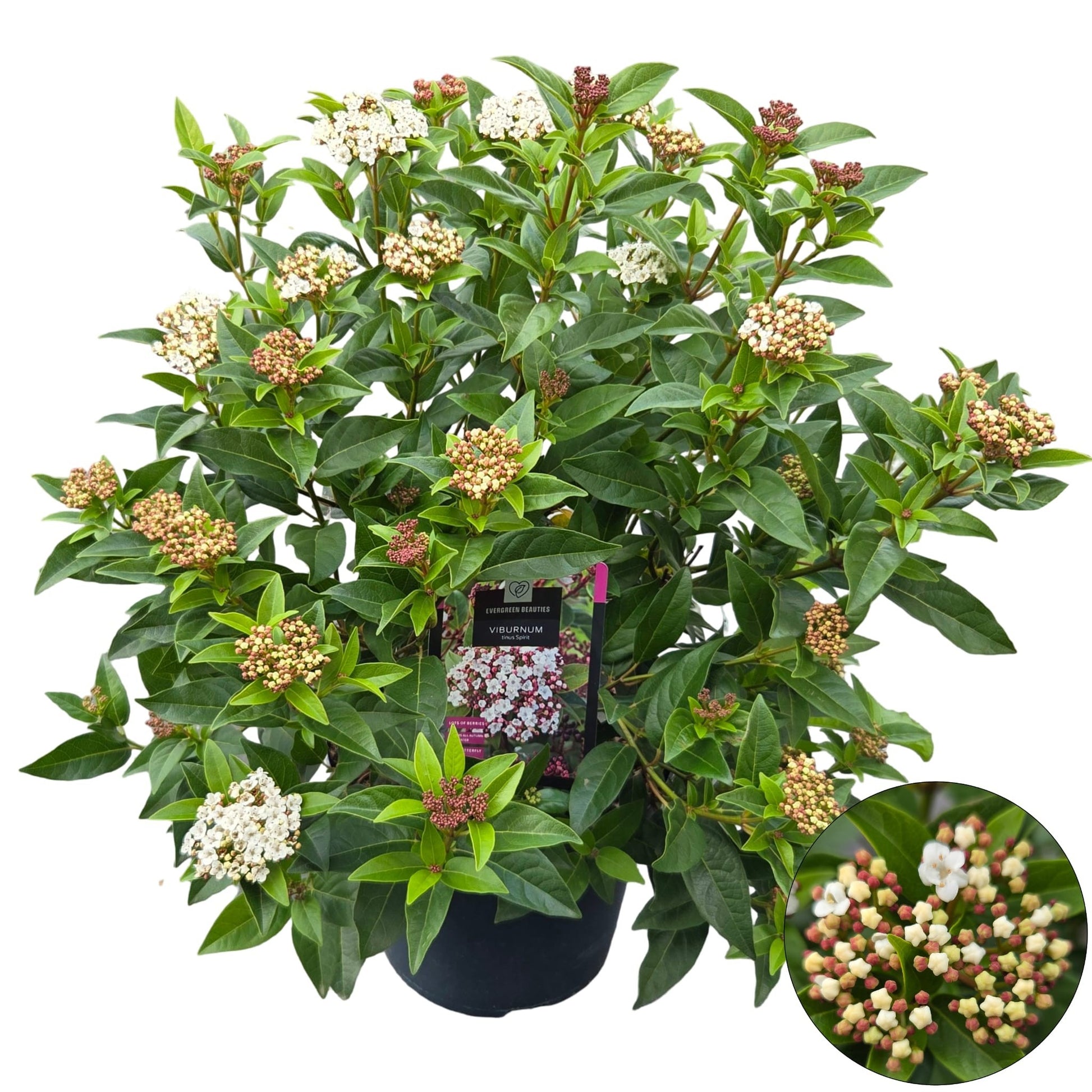 Viburnum tinus Spirit 70cm 26cm Pot
