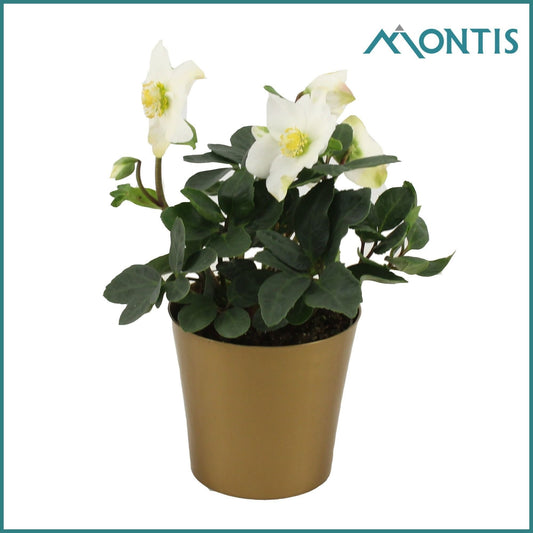 Helleborus niger Christmas Carol 28cm 15cm Pot