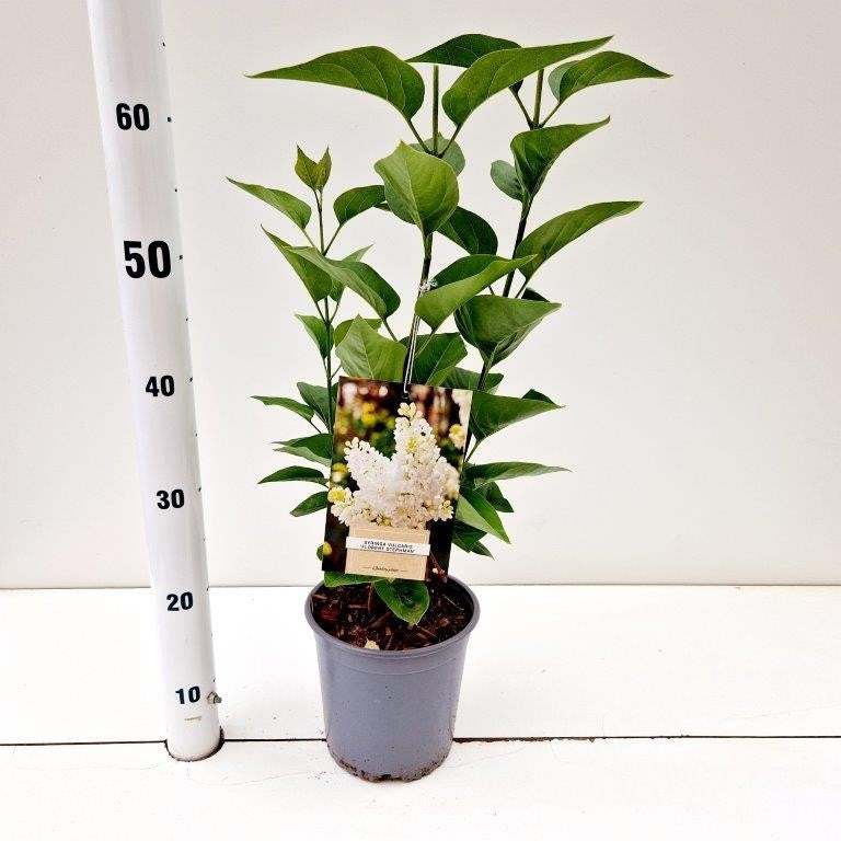 Syringa vulgaris Madame Florent Stepman 35cm 17cm Pot