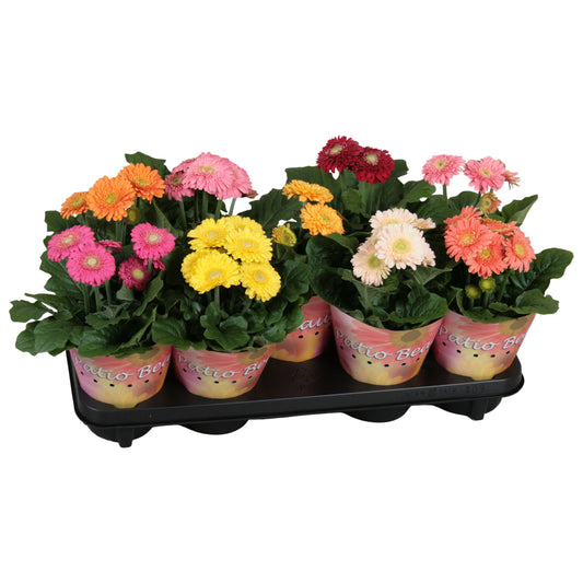 Gerbera Sundayz mix 25cm 12cm Pot