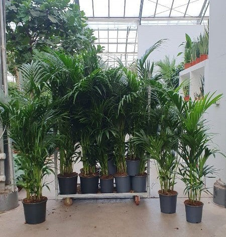 Howea forsteriana 999cm 999cm Pot