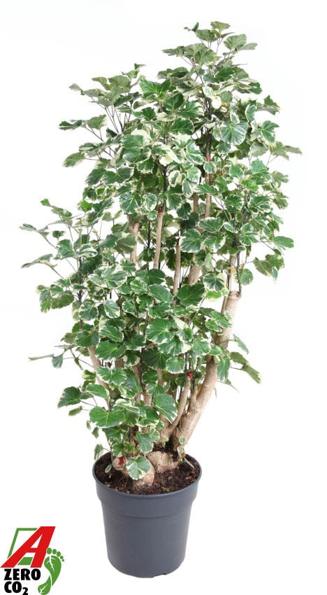 Polyscias scut. Balfourii 130cm 31cm Pot