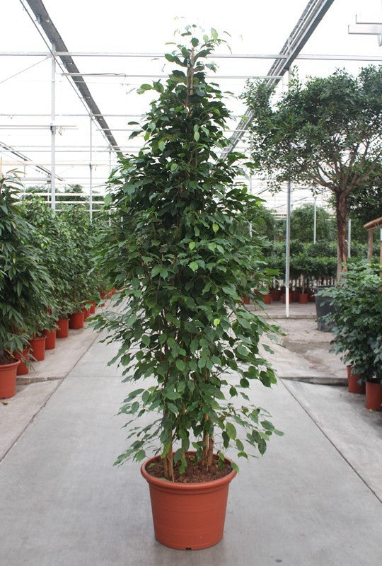 Ficus benj. Exotica 250cm 50cm Pot