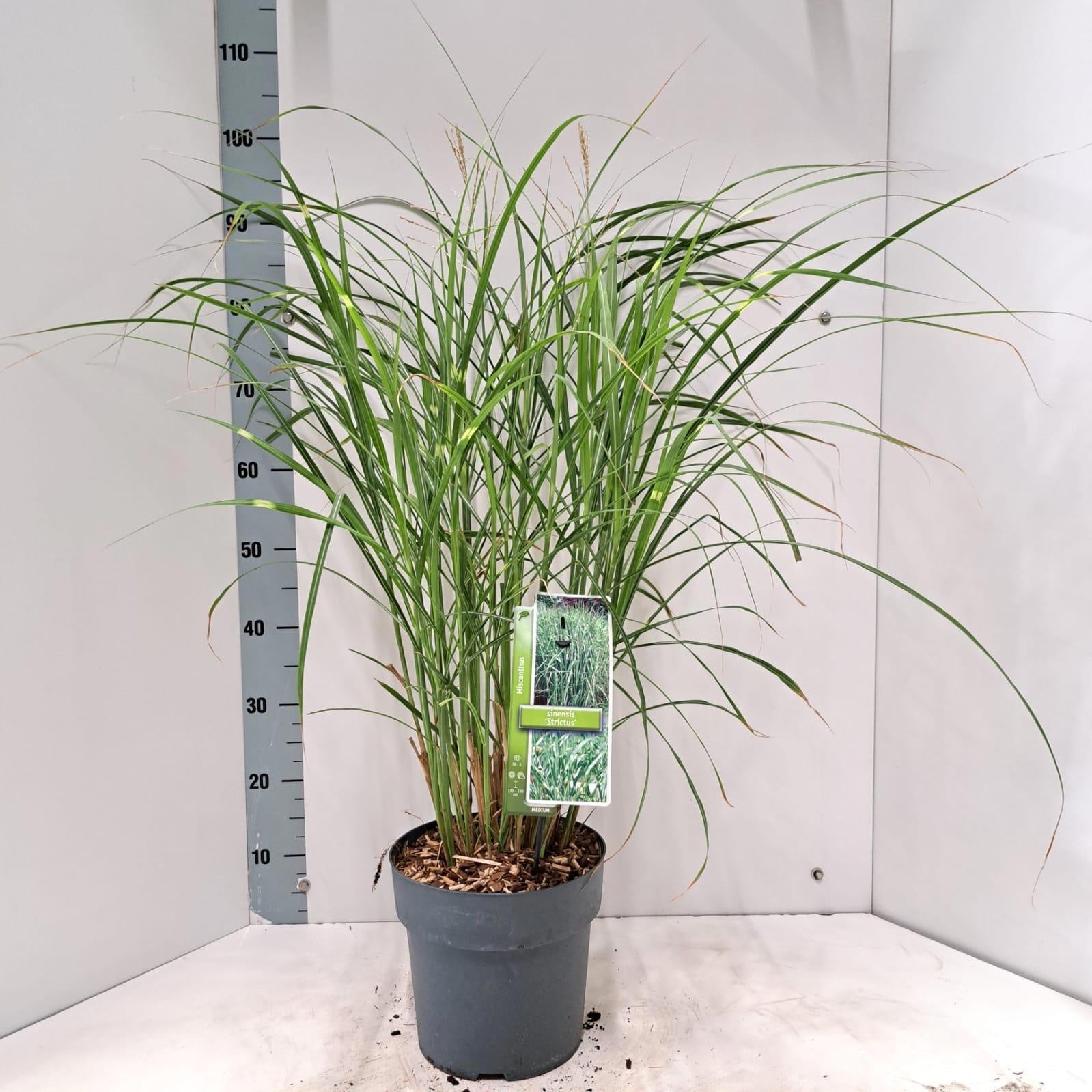 Miscanthus sin. Strictus 95cm 23cm Pot
