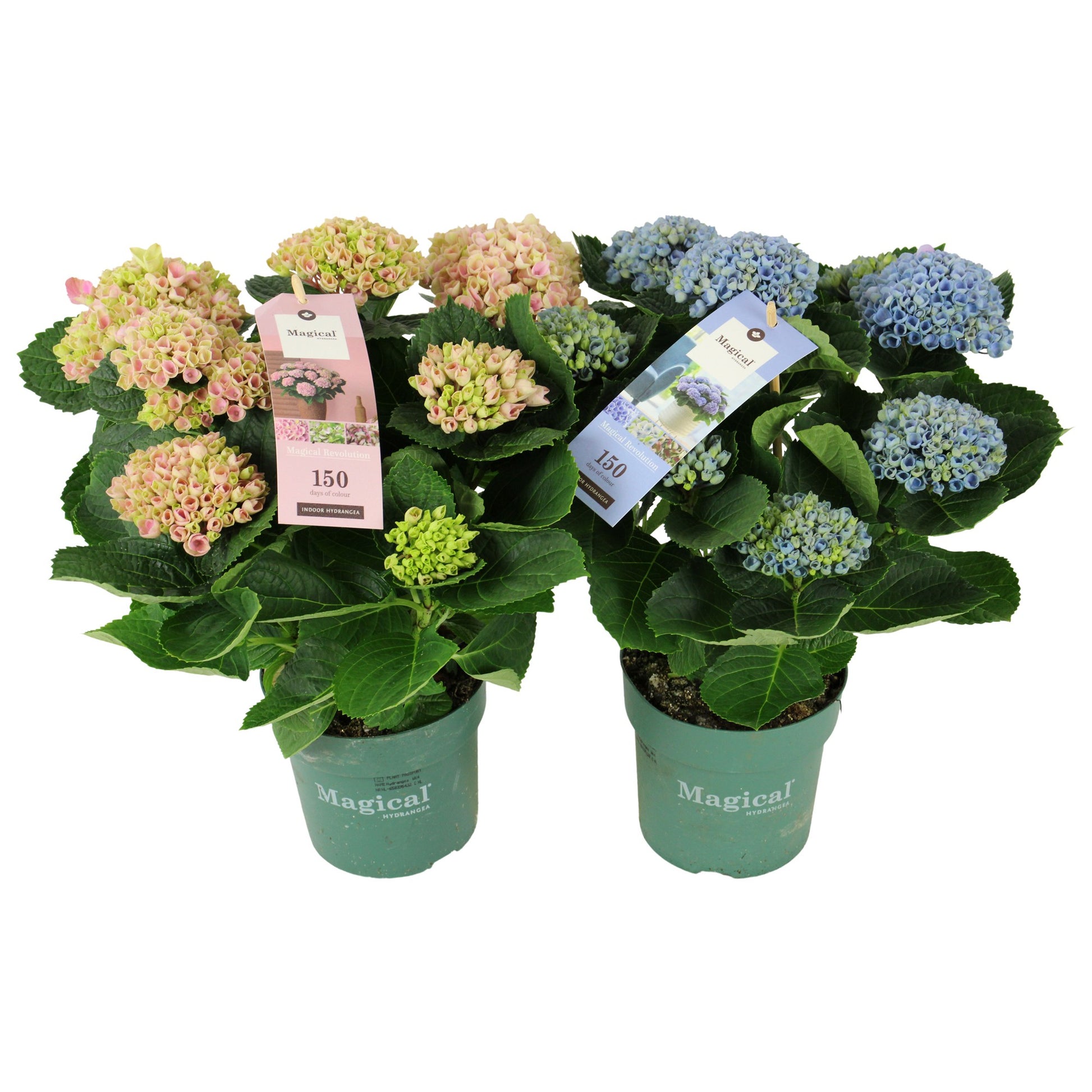 Hydrangea macrophylla Magical Revolution mix 35cm 14cm Pot
