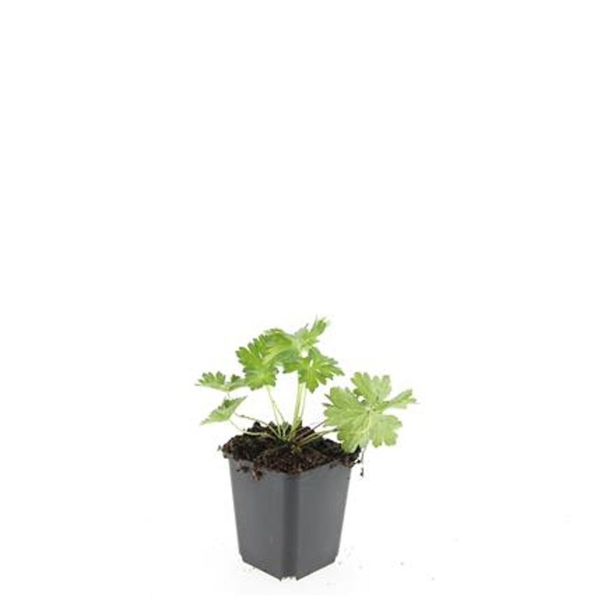 Geranium Rozanne (Hardy) 5cm 9cm Pot