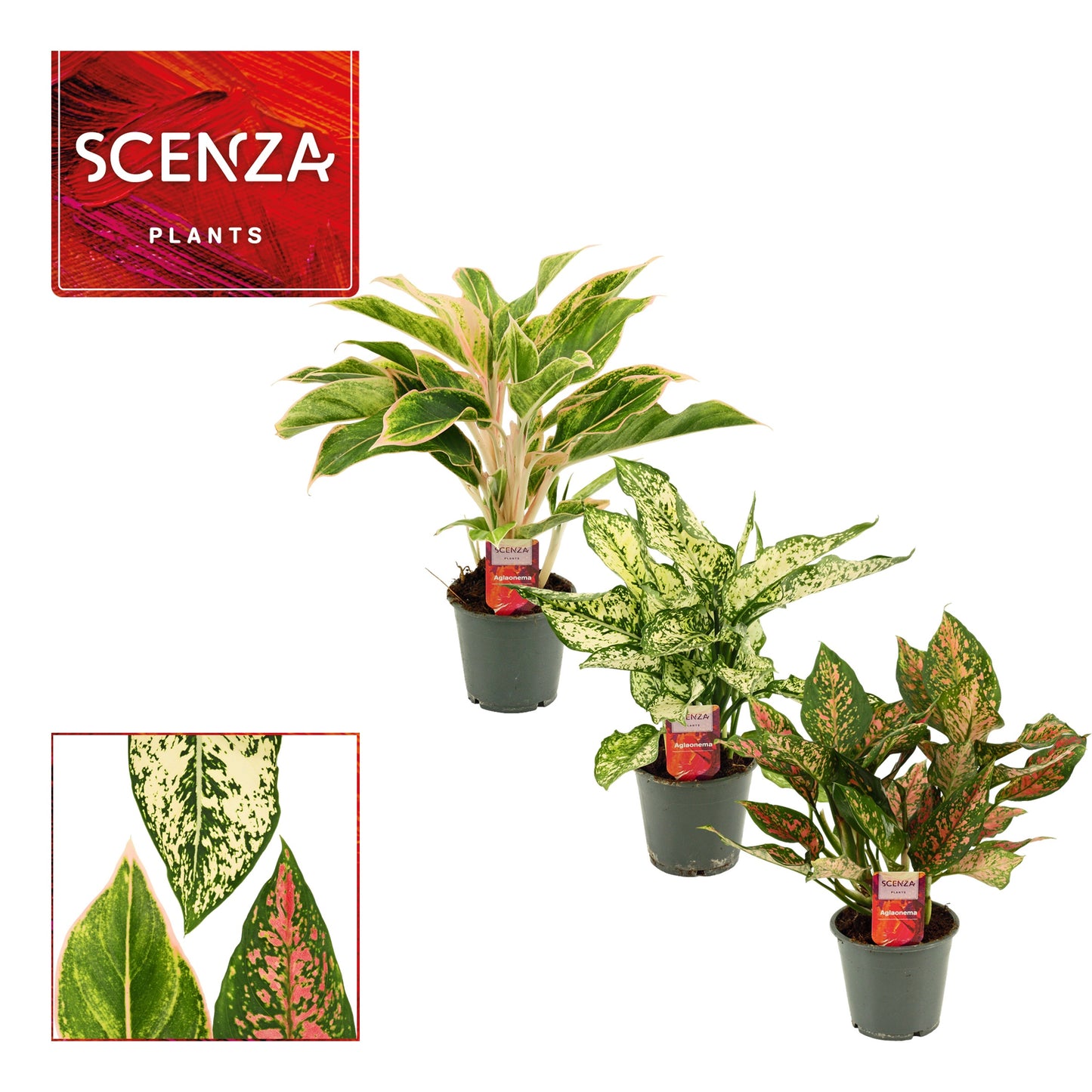 Duijn-Hove BV, kwekerij Aglaonema mix Pack of 10