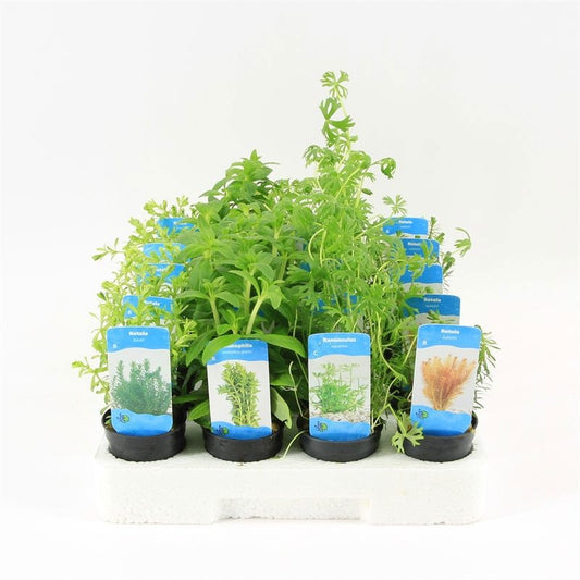 Aquarium plant mix 10cm 5cm Pot