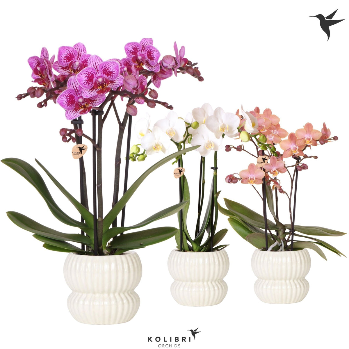Phalaenopsis mix 40cm 9cm Pot