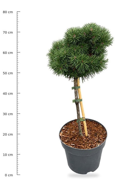 Pinus hybrid 80cm 26cm Pot