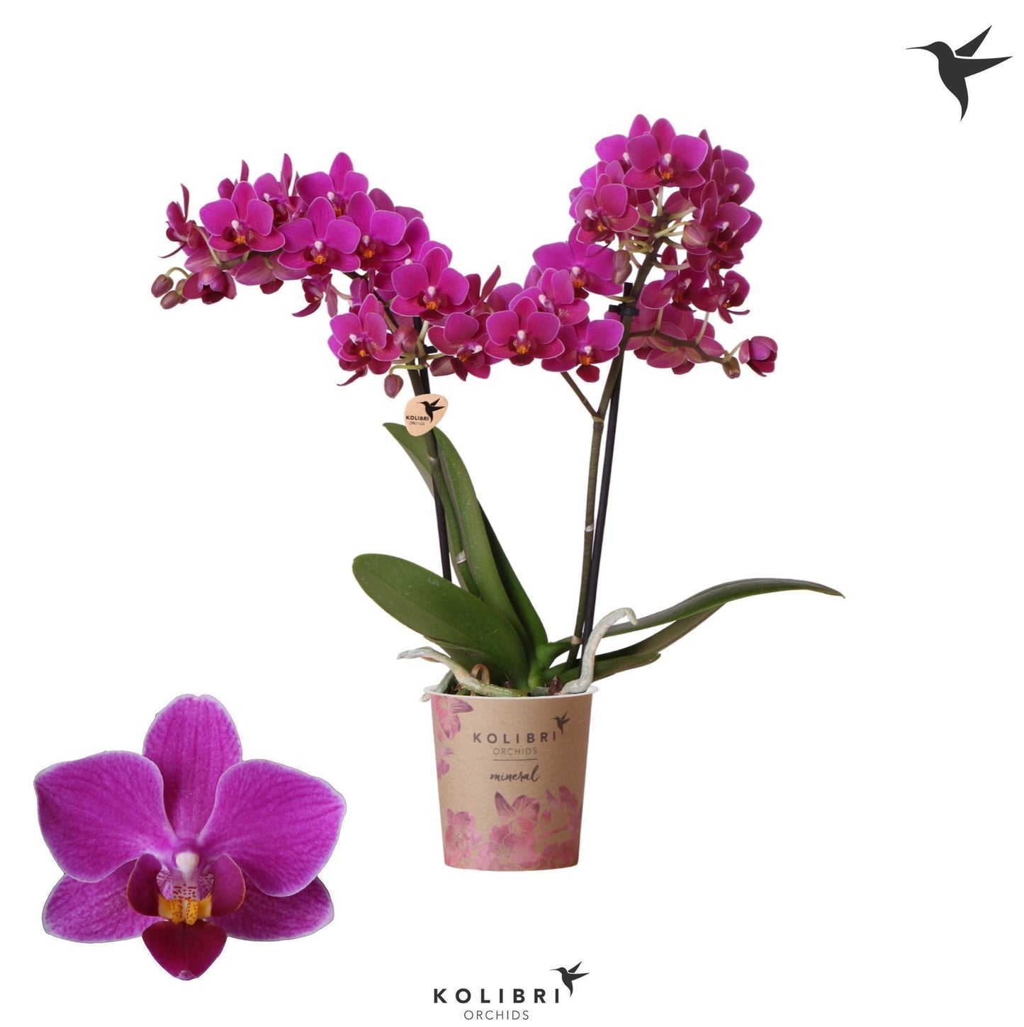 Phalaenopsis mf. Camino Royale 40cm 9cm Pot