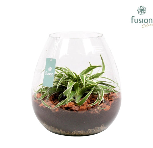 Green Bottle Abby met Chlorophytum 29cm 29cm Pot