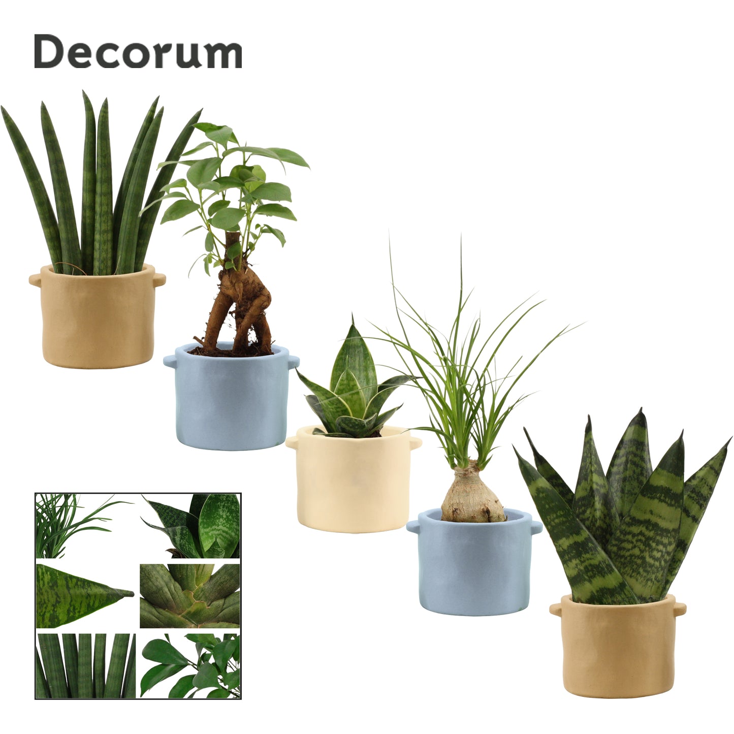 Duijn-Hove BV, kwekerij Foliage houseplants mix Pack of 12