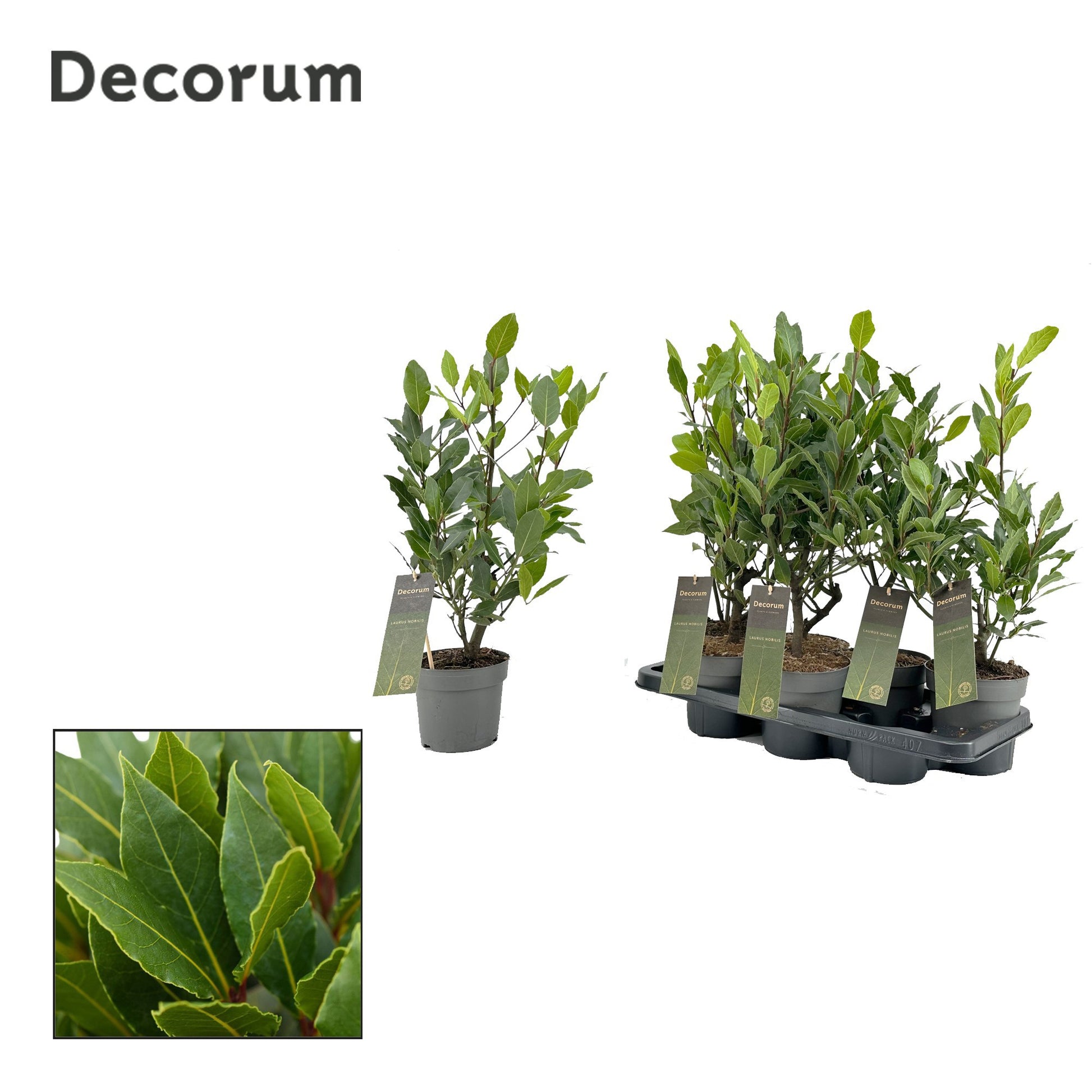Laurus nobilis 50cm 14cm Pot