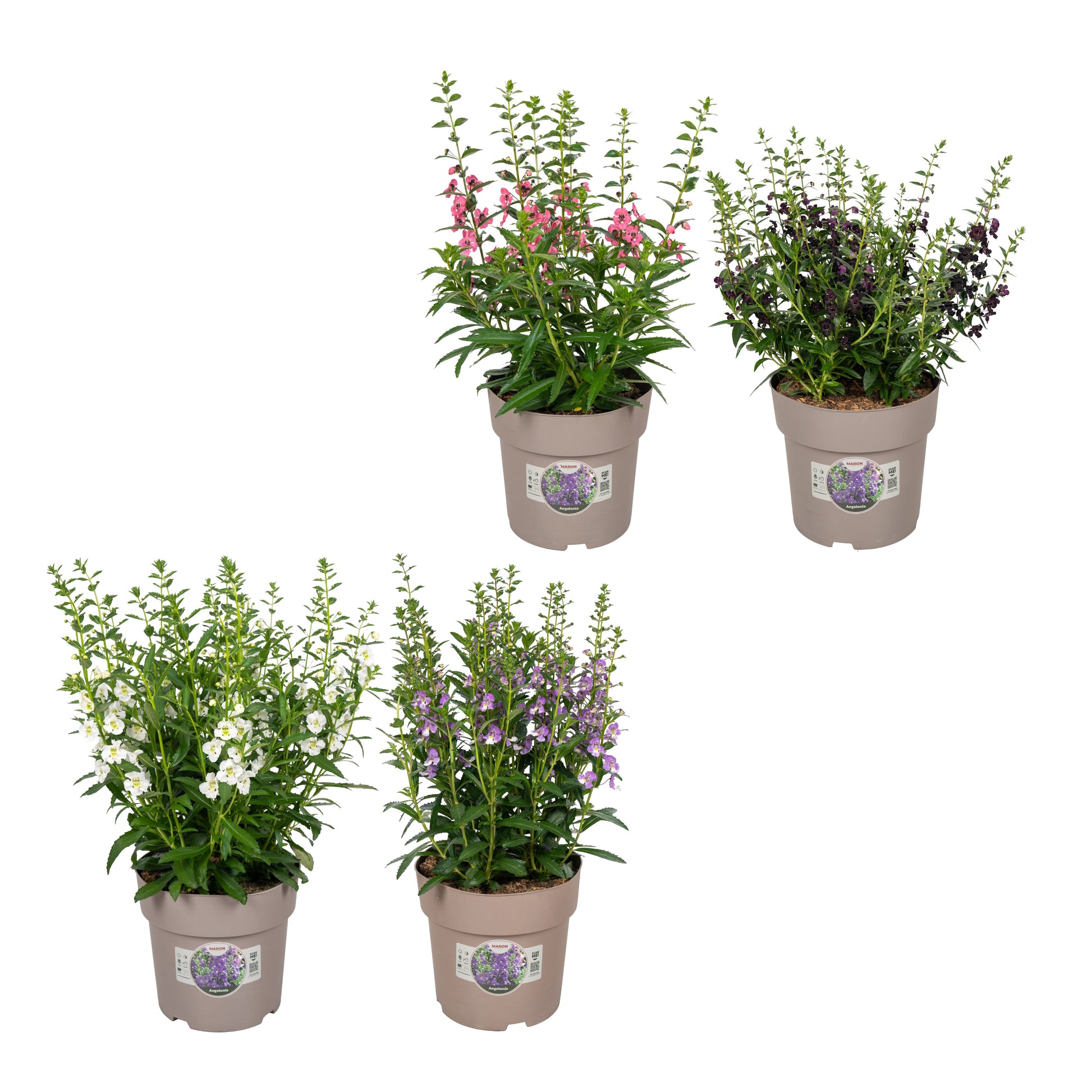 Angelonia overig 55cm 23cm Pot