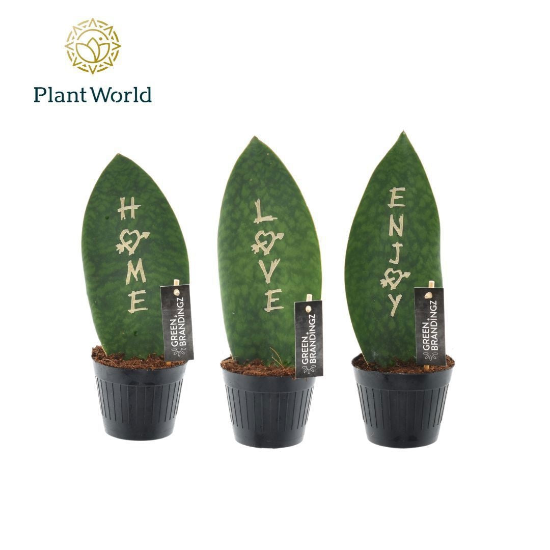 Plantworld Jogrow Sansevieria Green Brandingz Special Mixture Pack of 11
