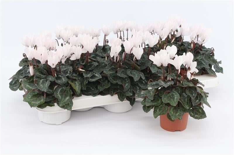 Cyclamen Midori White 17cm 9cm Pot