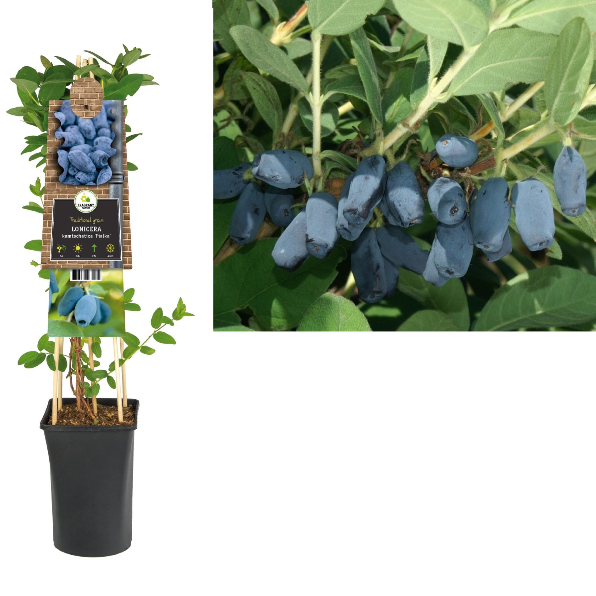 Lonicera Kamtschatica Fialka 75cm 17cm Pot