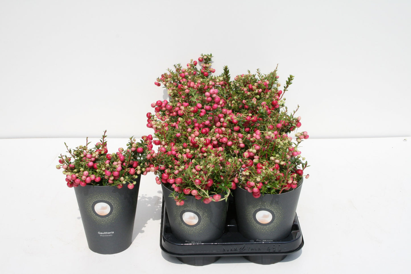 Gaultheria mucr. red 15cm 510cm Pot