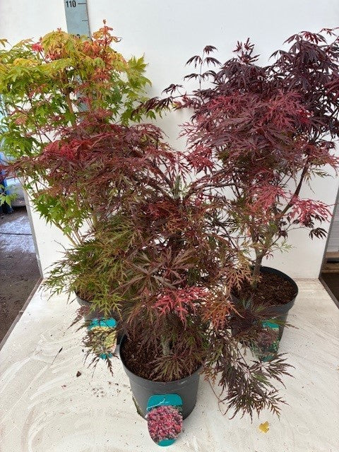 Acer palmatum mix 100cm 26cm Pot