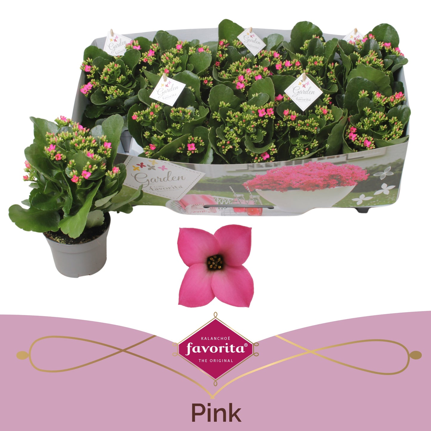 Vreugdenberg BV Kalanchoe patio pink Pack of 10