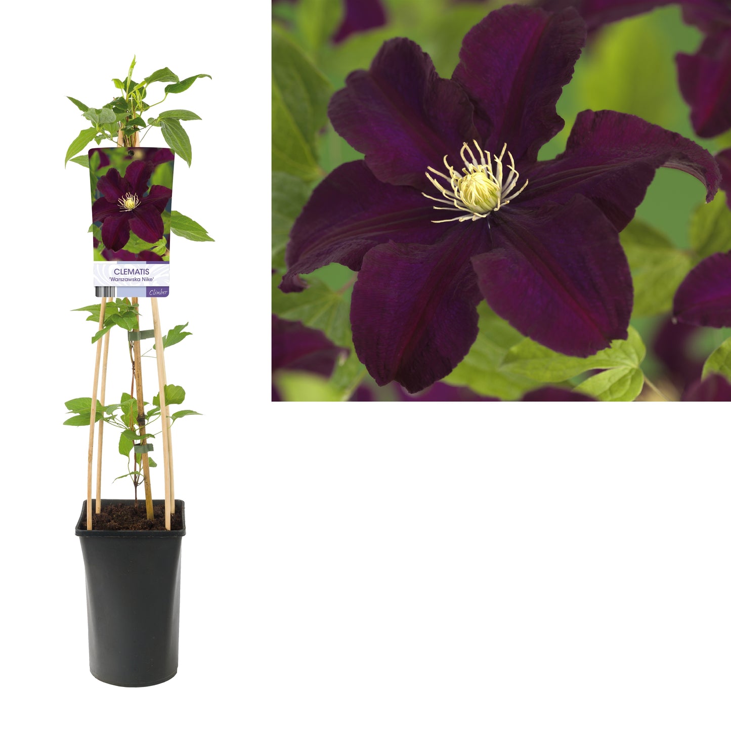 Clematis Warszawska Nike 75cm 17cm Pot