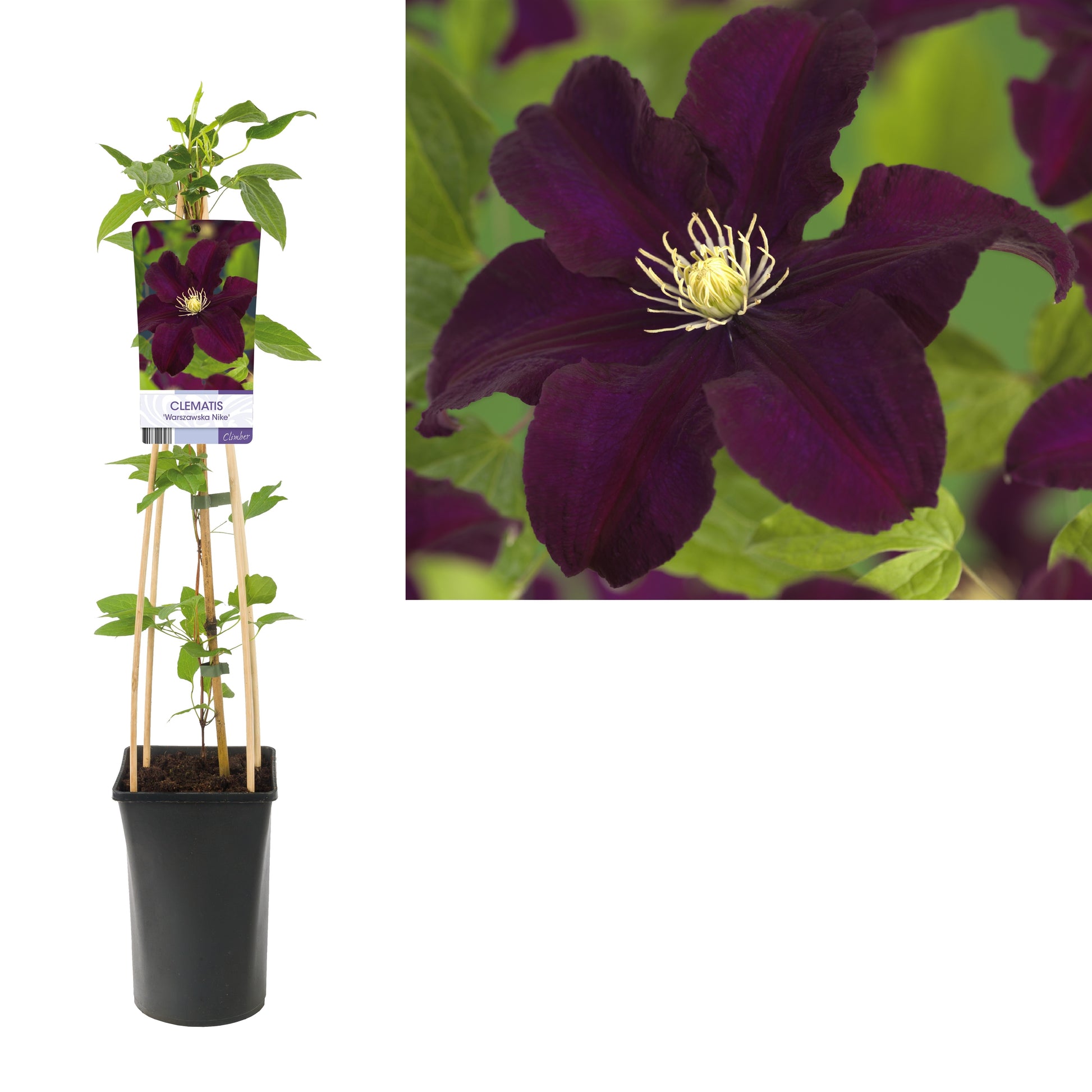 Clematis Warszawska Nike 75cm 17cm Pot