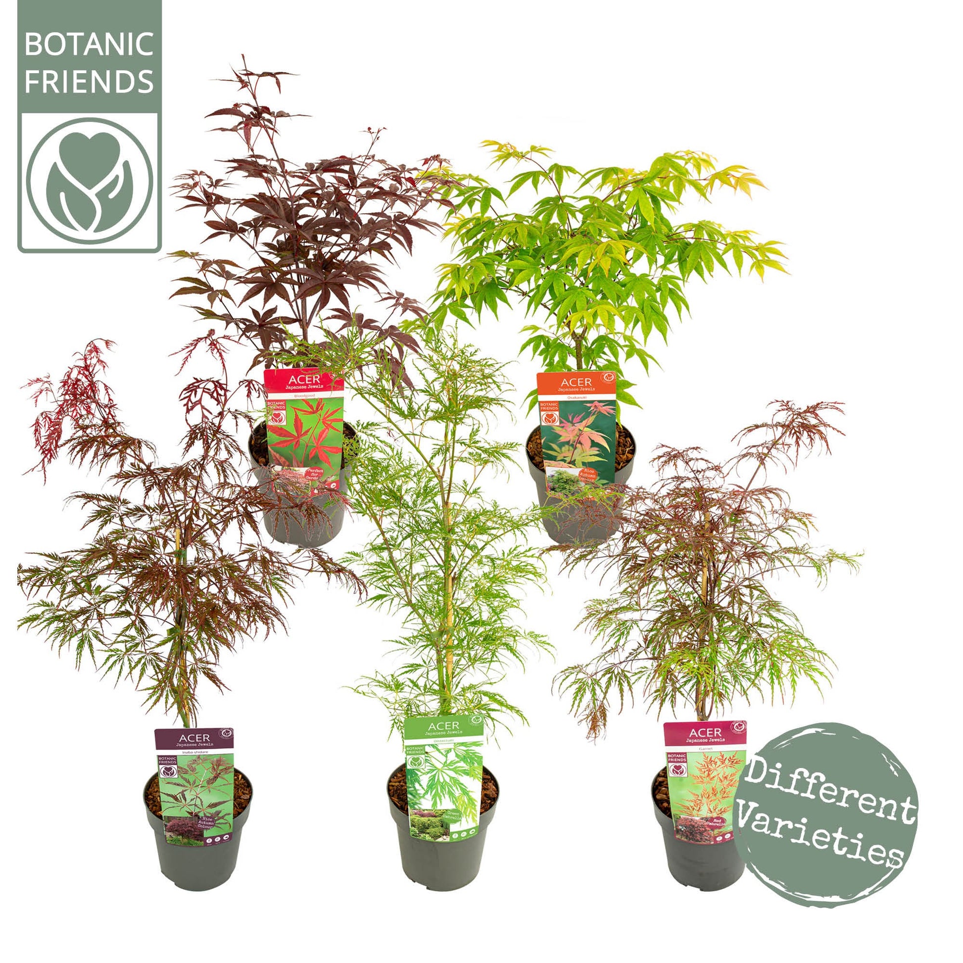 Acer palmatum 50cm 19cm Pot
