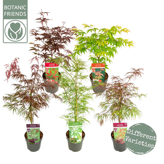 Acer palmatum 50cm 19cm Pot